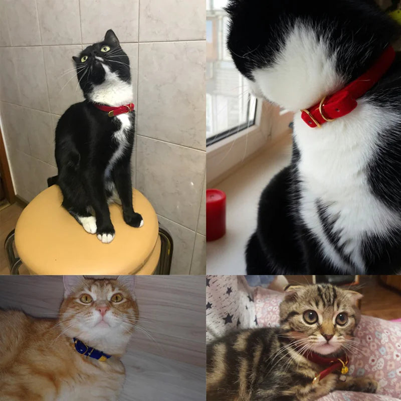 Adjustable Cat Collar – Soft Nylon with Safety Buckle